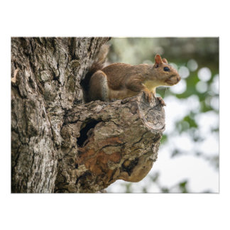 A squirrel perched on the knob of a tree. foto afdruk