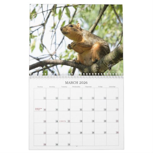 A Squirrel's Tale 2026 Wall Calendar Kalender (Mar 2026)