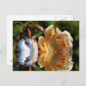 A Swans Roos Briefkaart (Voorkant / Achterkant)