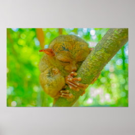 A Tarsier's Tranquil Slumber in Bohol Poster