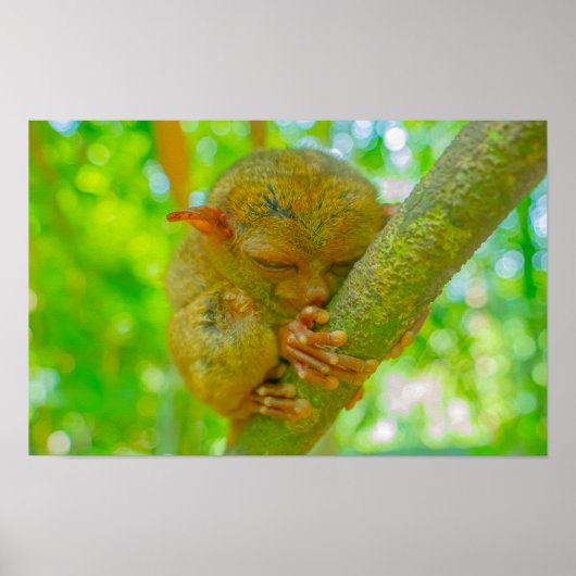 A Tarsier's Tranquil Slumber in Bohol Poster (Voorkant)