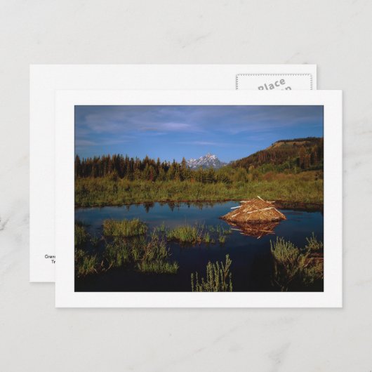 "A Teton Summer" Briefkaart (Voorkant / Achterkant)