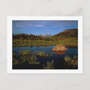 "A Teton Summer" Briefkaart