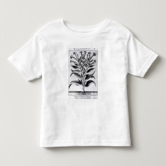 A Tobacco Plant, 1622 Kinder Shirts (Voorkant)