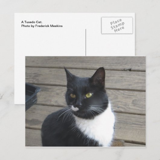 A Tuxedo Cat Briefkaart (Voorkant / Achterkant)