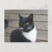 A Tuxedo Cat Briefkaart (Voorkant)