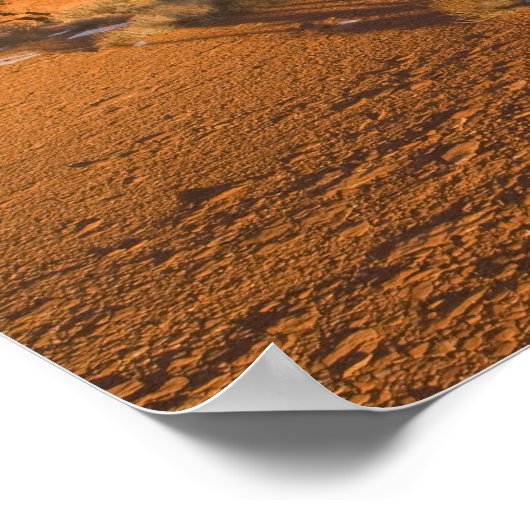 A Utah Juniper Juniperus osteosperma), boom 2 Poster (Hoek)