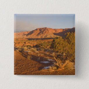 A Utah Juniper Juniperus osteosperma), boom 2 Vierkante Button 5,1 Cm