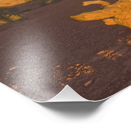 A Utah Juniper Juniperus osteosperma) Foto Afdruk (Hoek)