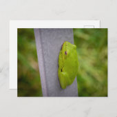 A vibrant green tree frog perches on a metal rail. briefkaart (Voorkant / Achterkant)