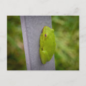 A vibrant green tree frog perches on a metal rail. briefkaart (Voorkant)