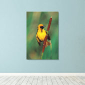 A Village Weaver calling while perched on a Reed Canvas Afdruk (Insitu (Houten vloer))