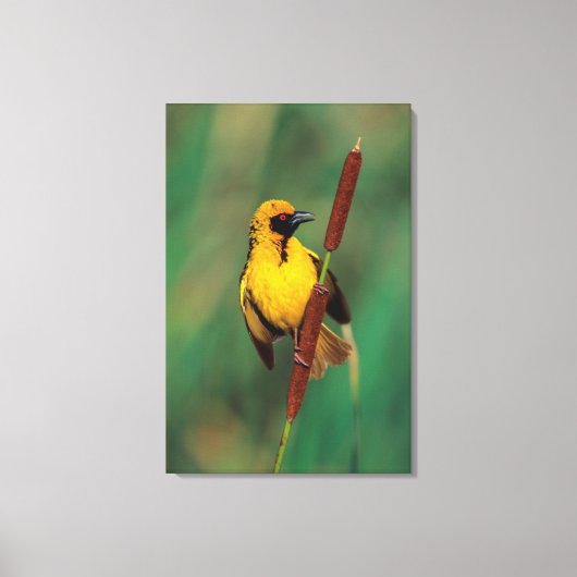 A Village Weaver calling while perched on a Reed Canvas Afdruk (Voorkant)