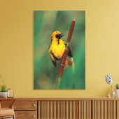 A Village Weaver calling while perched on a Reed Canvas Afdruk (Insitu (Woonkamer))