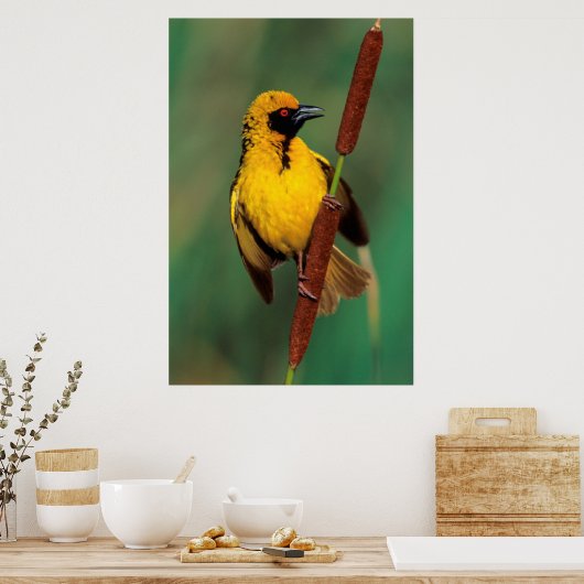 A Village Weaver calling while perched on a Reed Poster (Keuken)