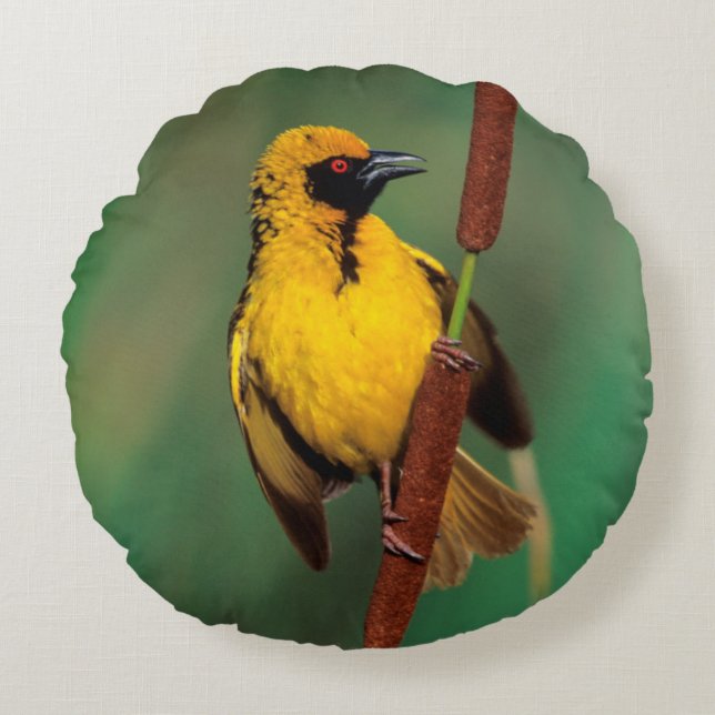 A Village Weaver calling while perched on a Reed Rond Kussen (Voorkant)