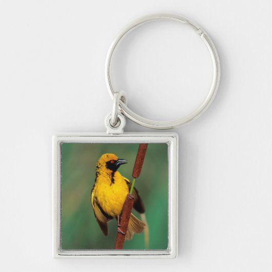 A Village Weaver calling while perched on a Reed Sleutelhanger (Voorkant)