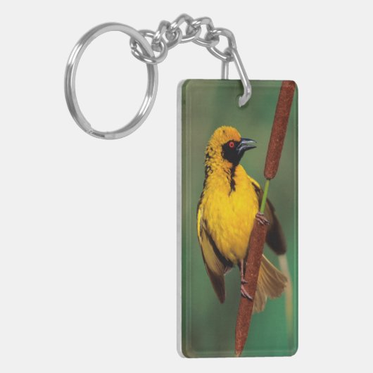 A Village Weaver calling while perched on a Reed Sleutelhanger (Voorkant Links)