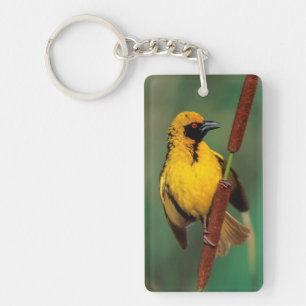 A Village Weaver calling while perched on a Reed Sleutelhanger
