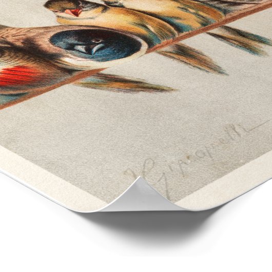  A vogelbaard Poster (Hoek)