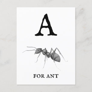 "A" voor Ant  Briefkaart