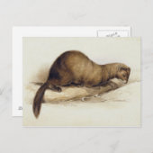 A Weasel, 1832 (m/c, pen, inkt, gouache en gombove Briefkaart (Voorkant / Achterkant)