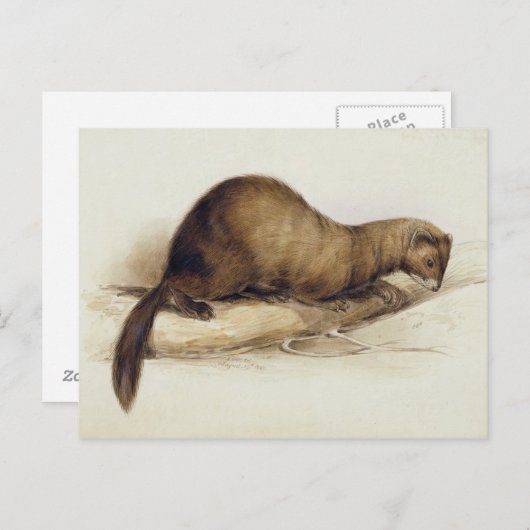 A Weasel, 1832 (m/c, pen, inkt, gouache en gombove Briefkaart (Voorkant / Achterkant)