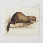 A Weasel, 1832 (m/c, pen, inkt, gouache en gombove Briefkaart (Voorkant)