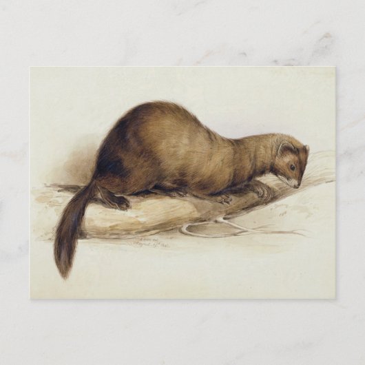 A Weasel, 1832 (m/c, pen, inkt, gouache en gombove Briefkaart (Voorkant)