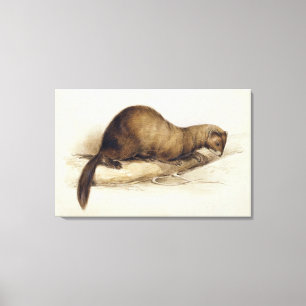 A Weasel, 1832 (m/c, pen, inkt, gouache en gombove Canvas Afdruk