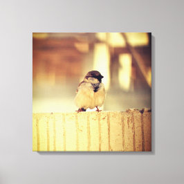 A Wee Sparrow Canvas Afdruk