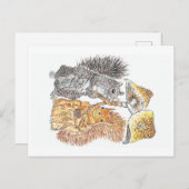 A Woodland Walk | Briefkaart eekhoorn (Voorkant / Achterkant)