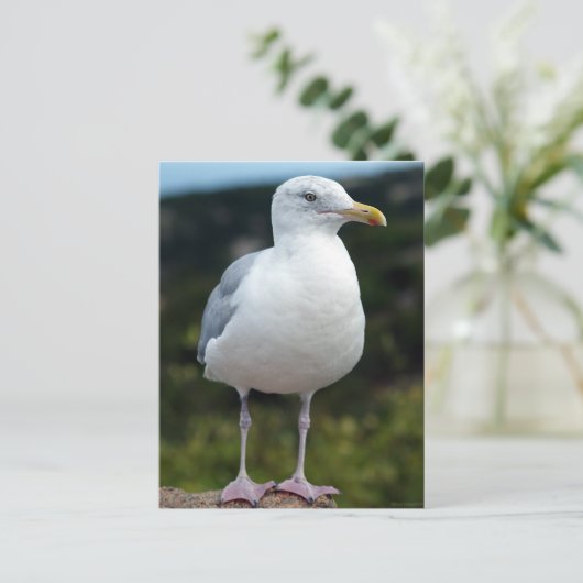 A Young Seagull Briefkaart (Staand voorkant)