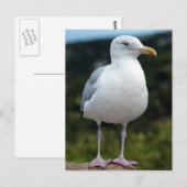 A Young Seagull Briefkaart (Voorkant / Achterkant)