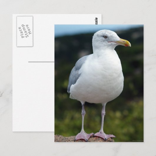 A Young Seagull Briefkaart (Voorkant / Achterkant)