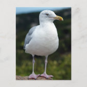 A Young Seagull Briefkaart (Voorkant)