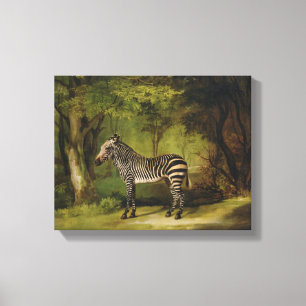 A Zebra, 1763 (olie op doek) Canvas Afdruk