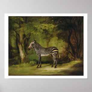 A Zebra, 1763 (olie op doek) Poster