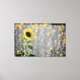 A Zonnebloemen Canvas Afdruk