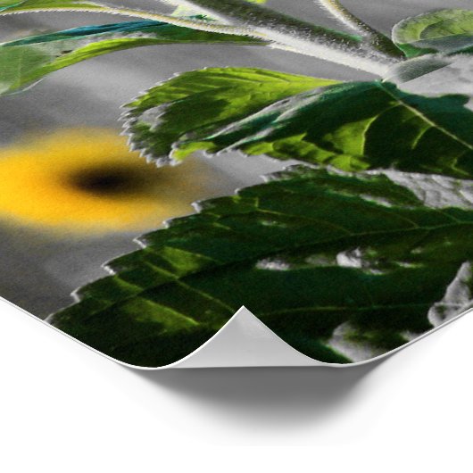 A Zonnebloemen Poster (Hoek)