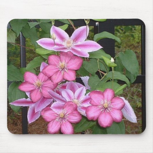 AA- Pink clematis flower mousepad Muismat (Voorkant)