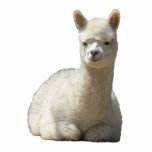 Aah Alpaca Photo Sculpture Staand Fotobeeldje<br><div class="desc">Aah alpaca is zo zacht...  dat onze kleine cria er zo schattig uitziet als een fotosculptuur.</div>