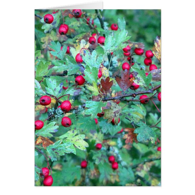 Aak en bessen (Voorkant)