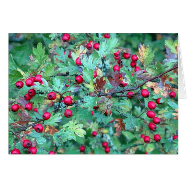 Aak en bessen (Voorkant Horizontaal)