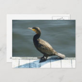 aalscholver briefkaart (Voorkant / Achterkant)