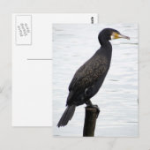 aalscholver briefkaart (Voorkant / Achterkant)