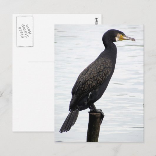 aalscholver briefkaart (Voorkant / Achterkant)