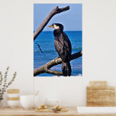 aalscholver in New Plymouth Poster (Keuken)