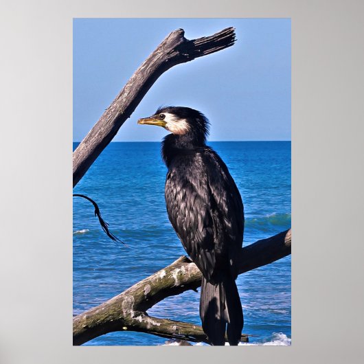 aalscholver in New Plymouth Poster (Voorkant)