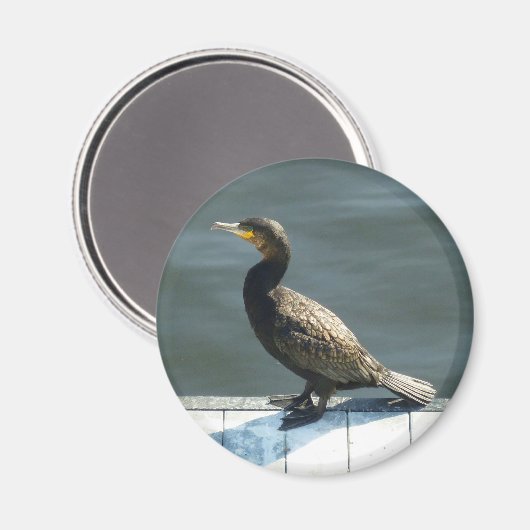 aalscholver magneet (Voorkant / Achterkant)